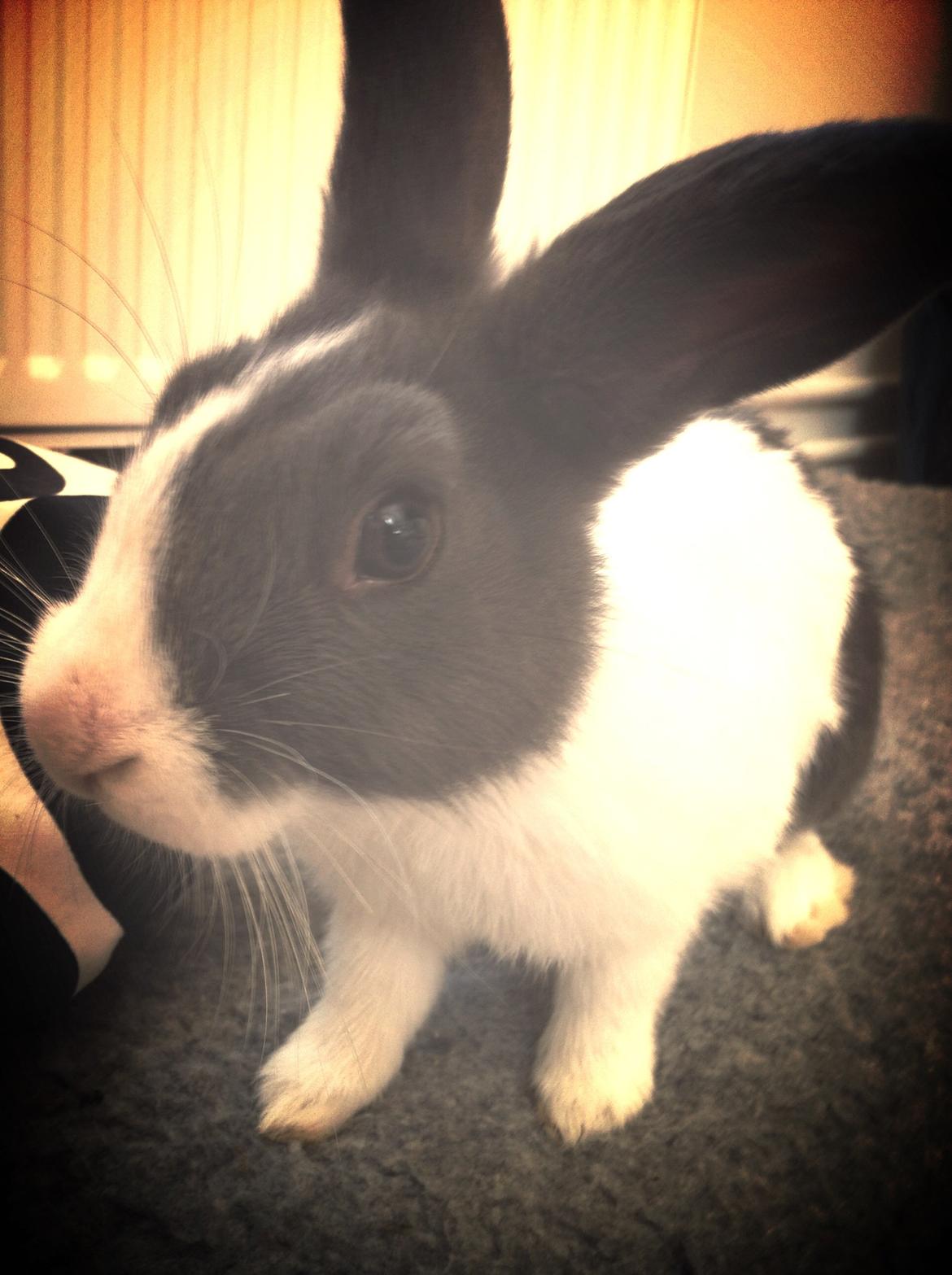 Kanin Oliver billede 11