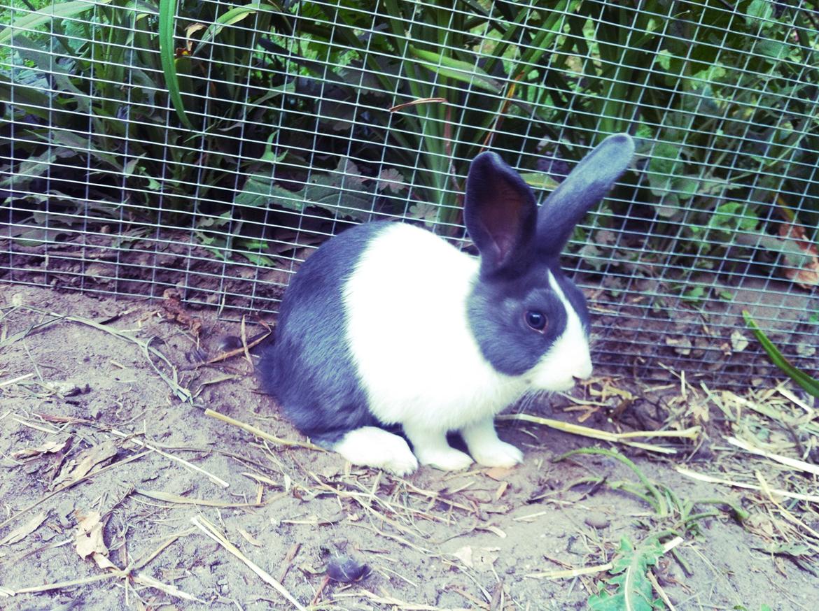 Kanin Oliver billede 2