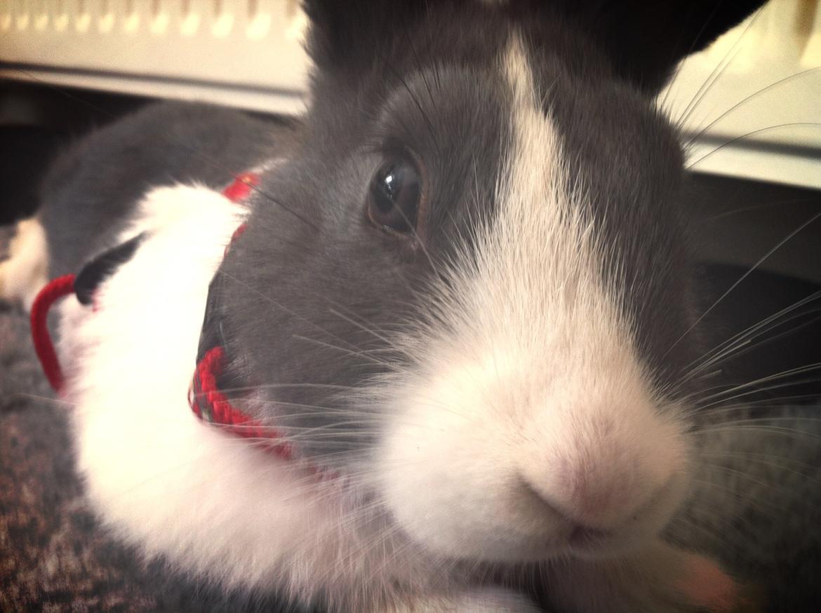 Kanin Oliver billede 5