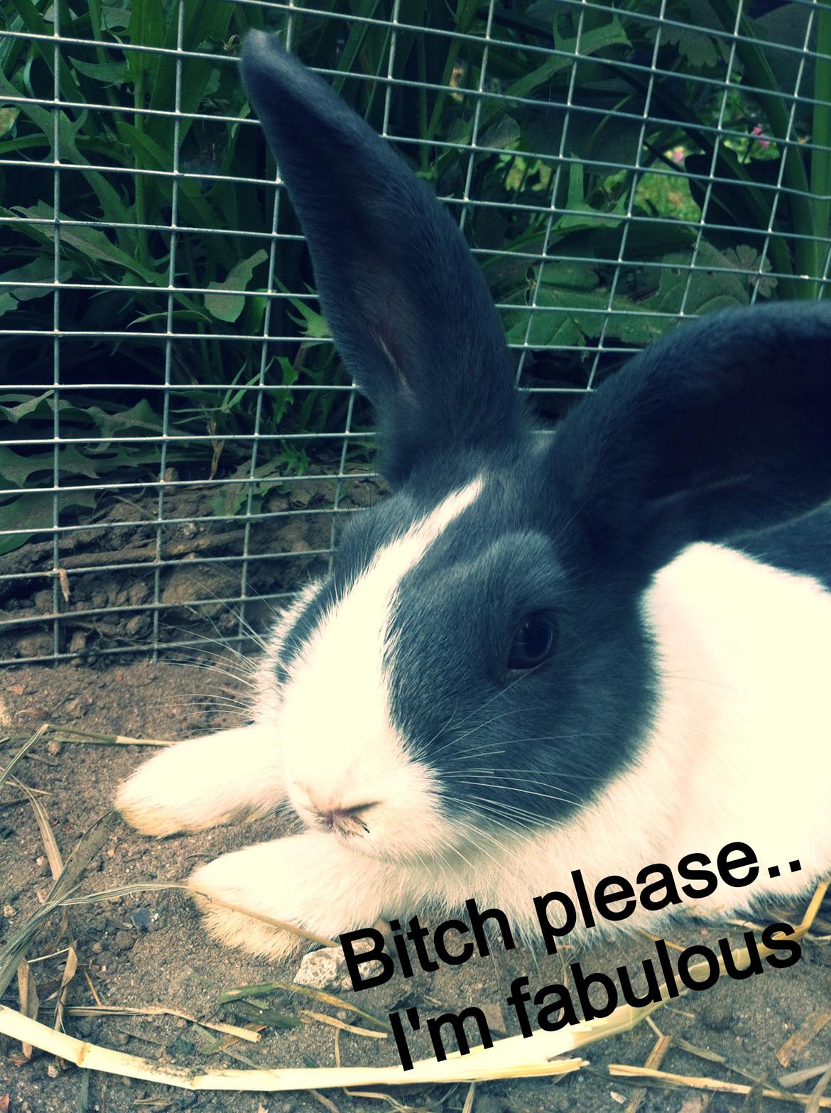 Kanin Oliver billede 7