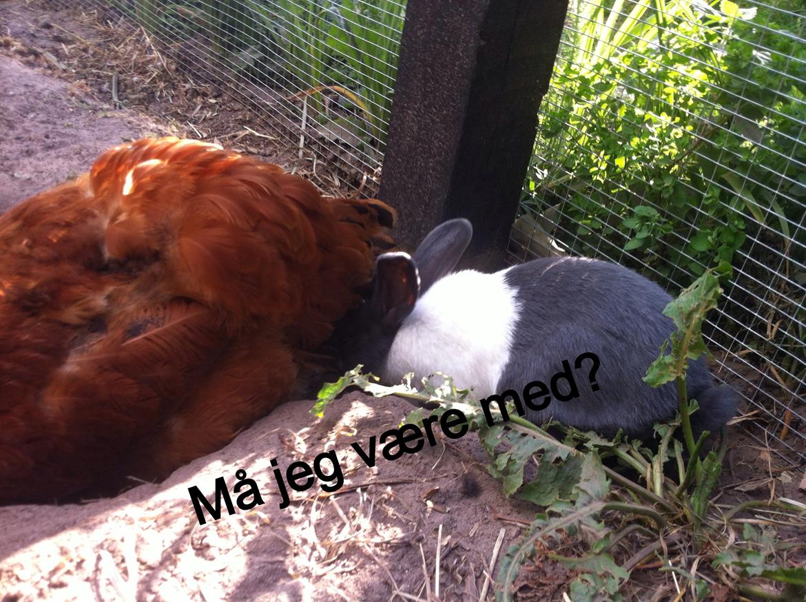 Kanin Oliver billede 6