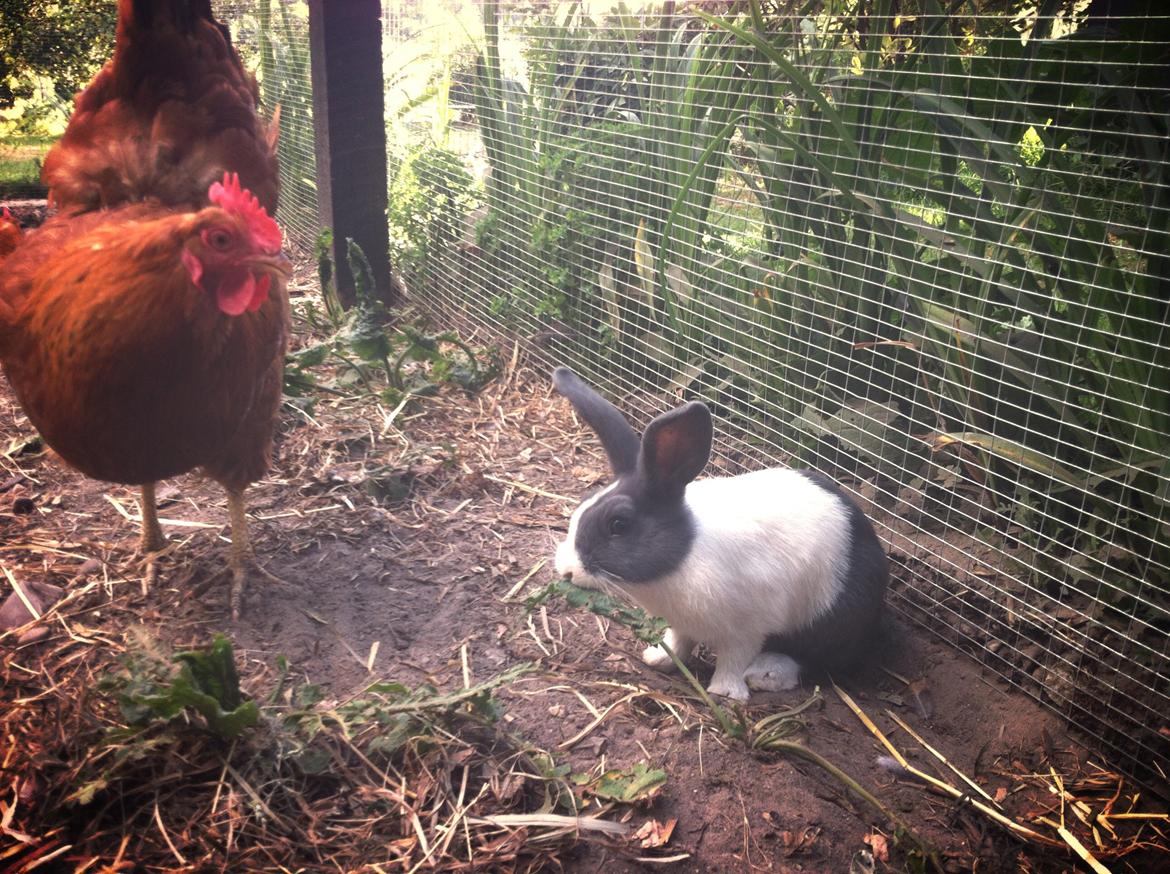 Kanin Oliver - Min ven <3 billede 3