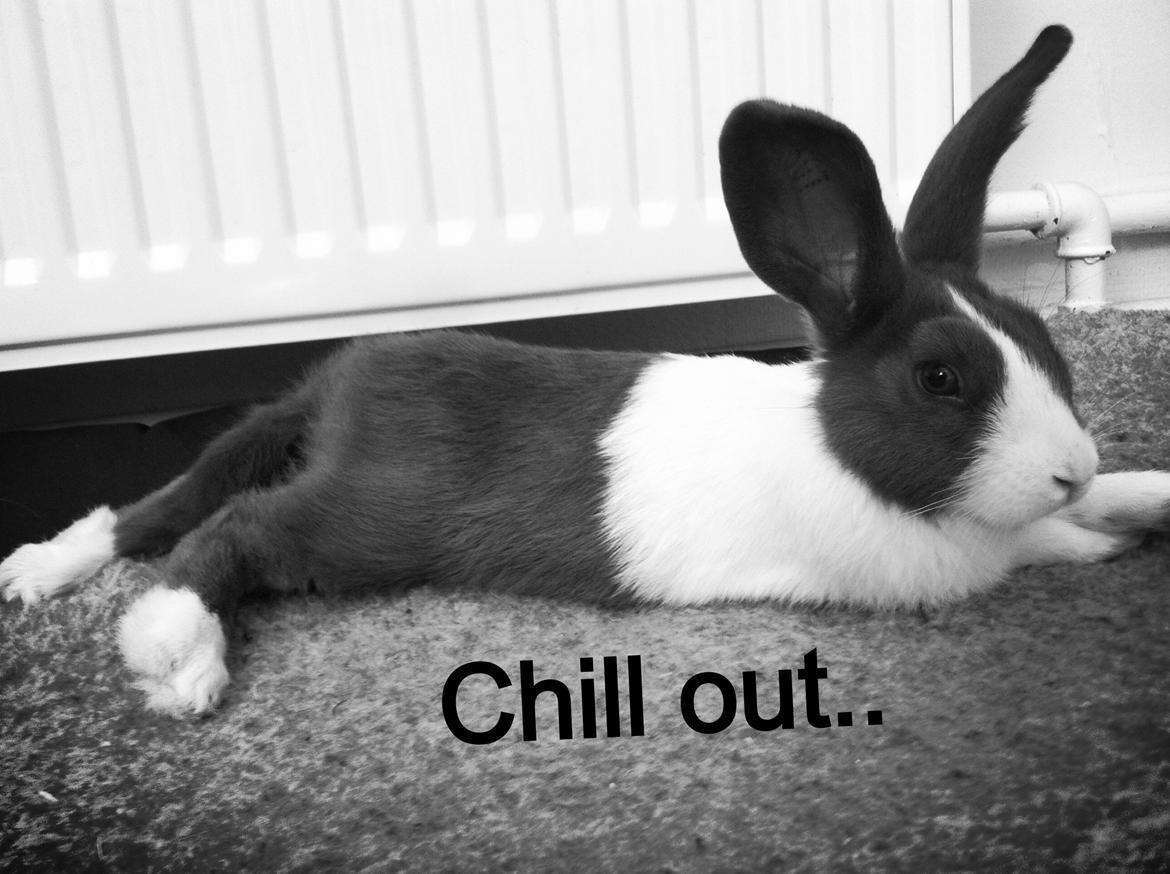 Kanin Oliver billede 10