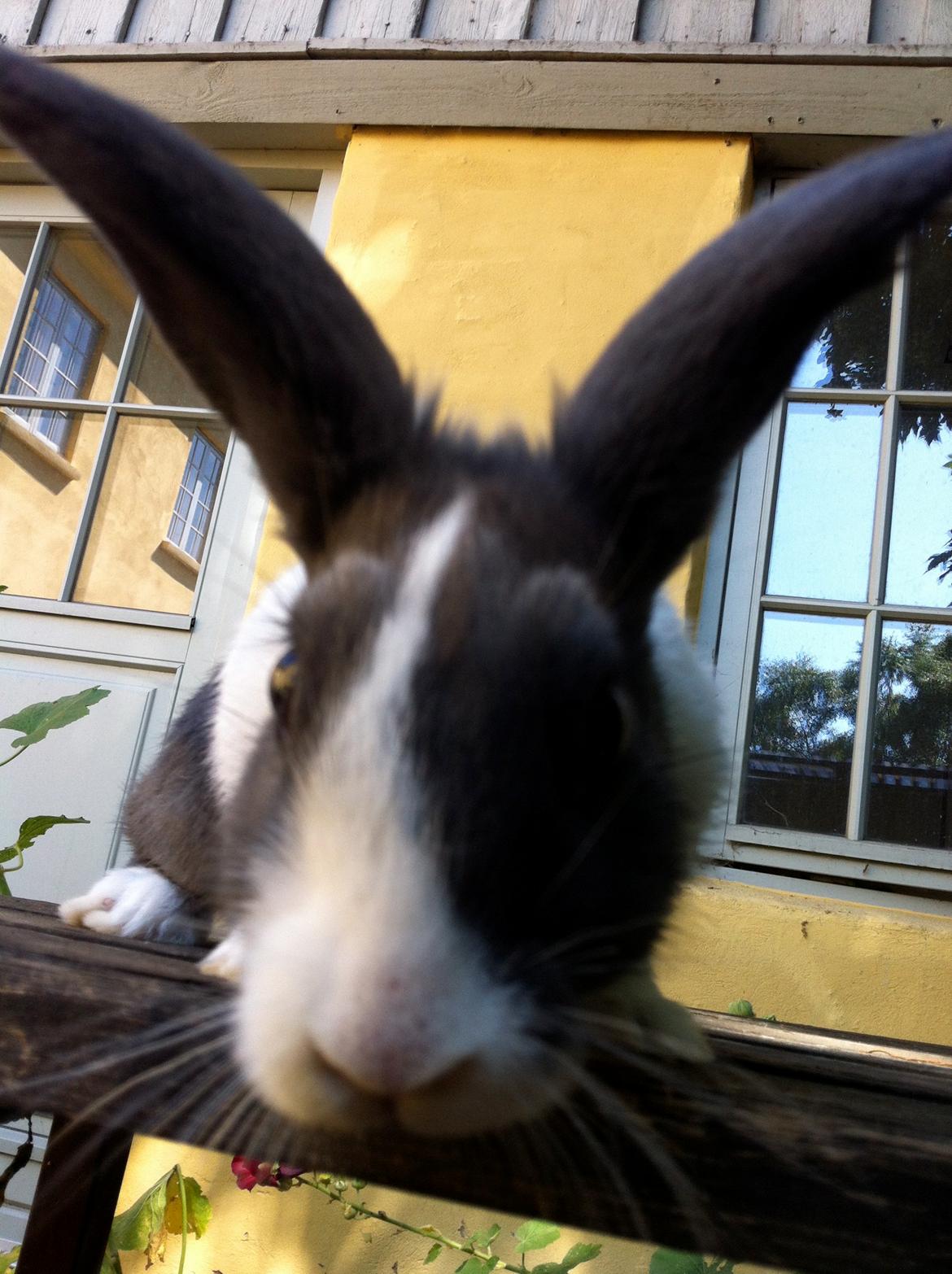 Kanin Oliver - Hej med dig :) billede 8