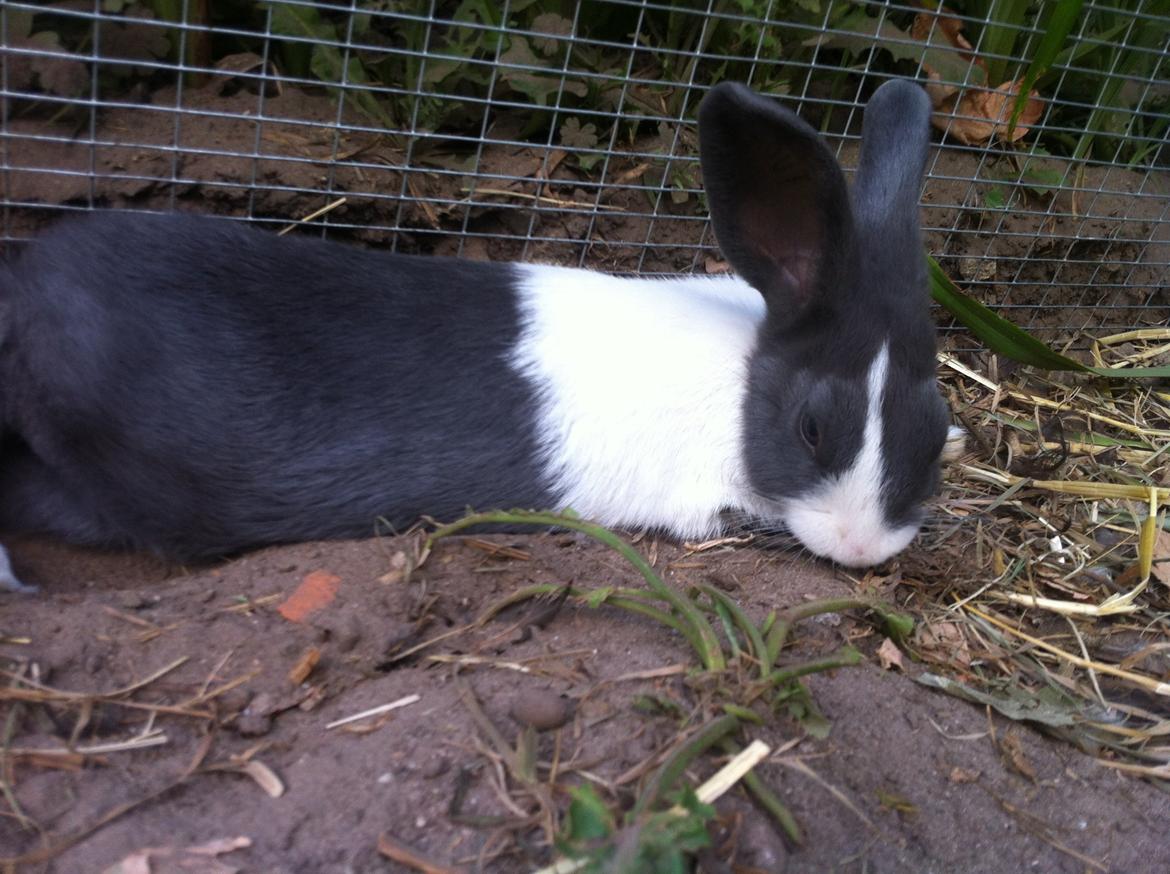 Kanin Oliver - Tak fordi i så med:) Smid lige en kommentar og bedømmelse til mig, så bliver jeg glad :D billede 15