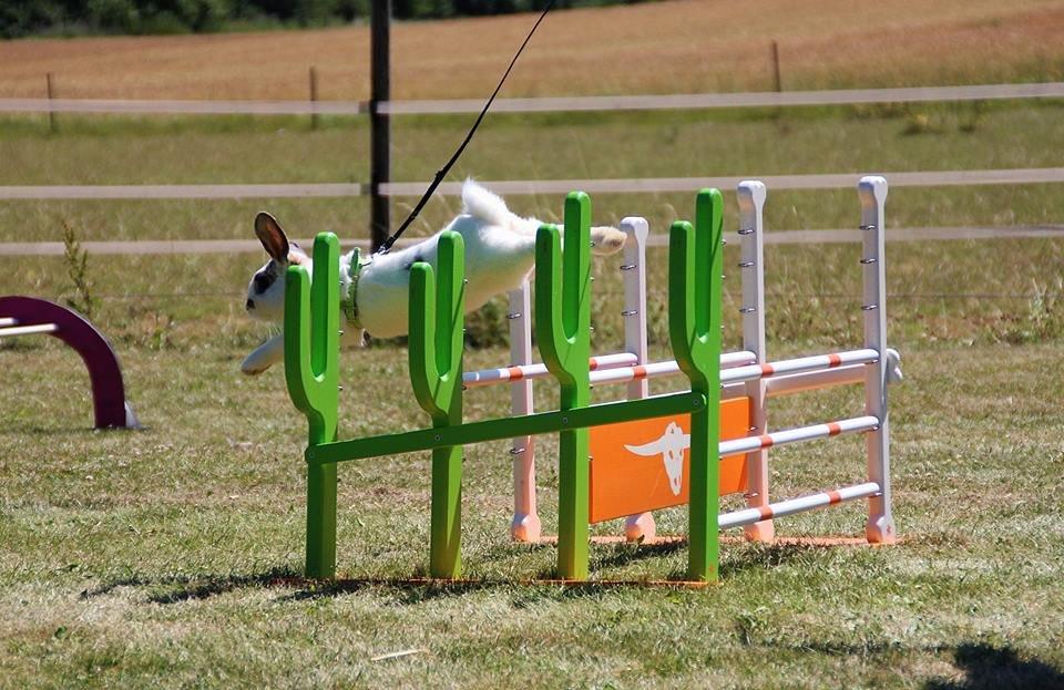 Kanin Winds Giyan billede 18