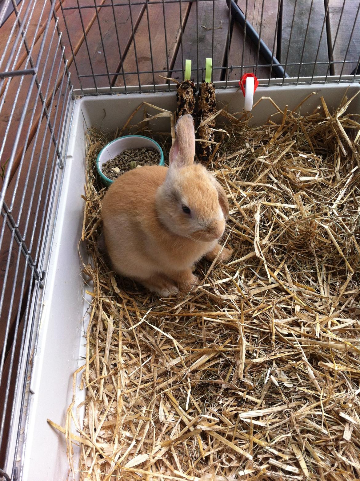 Kanin Frække billede 1