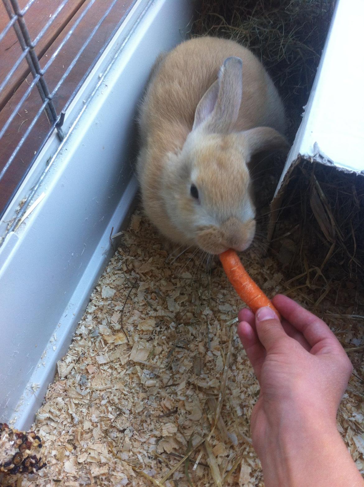 Kanin Frække billede 2