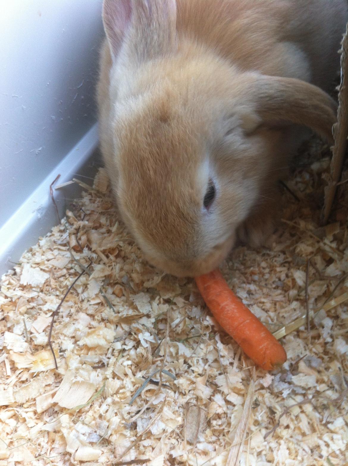 Kanin Frække billede 3