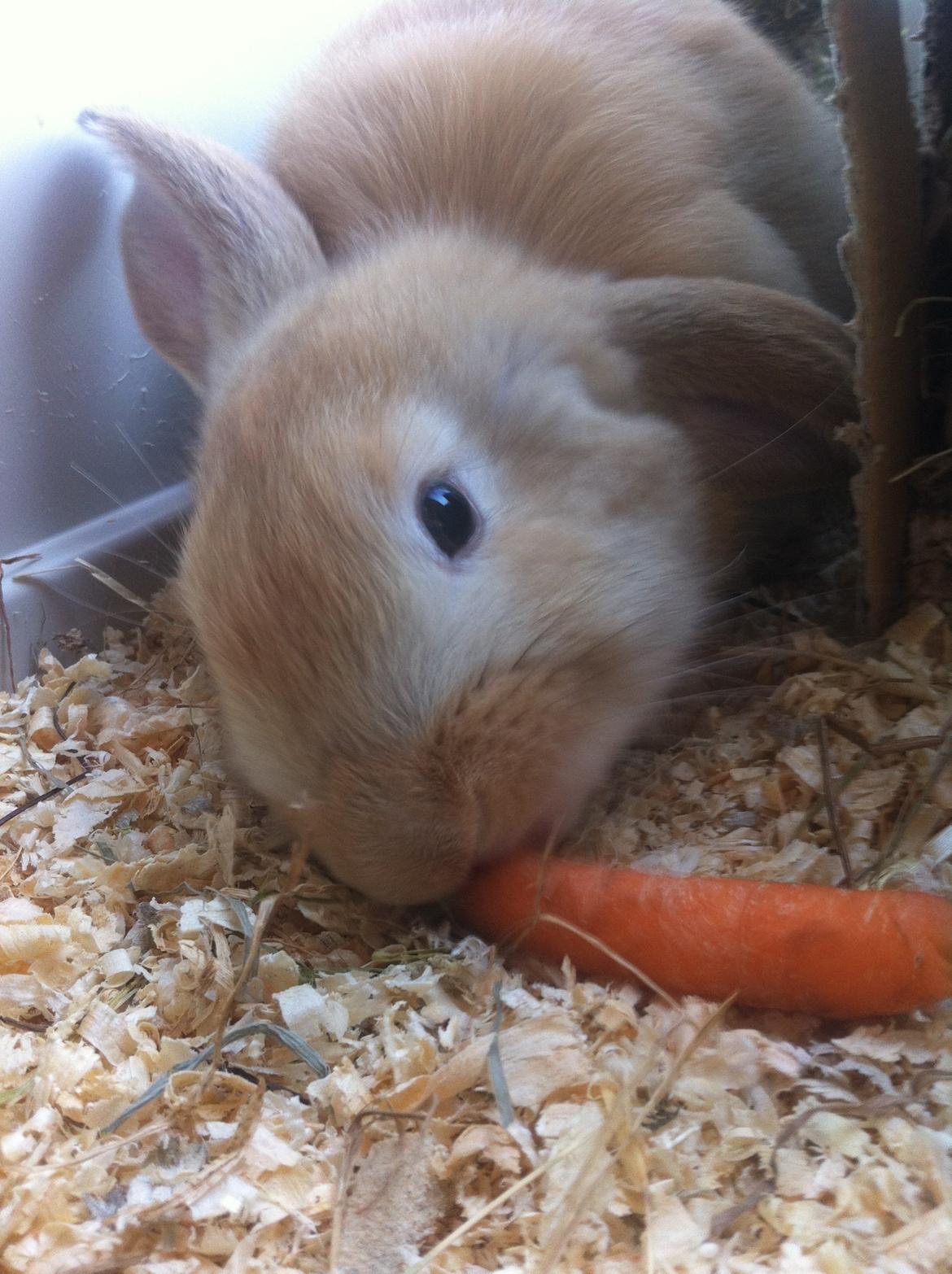 Kanin Frække billede 4