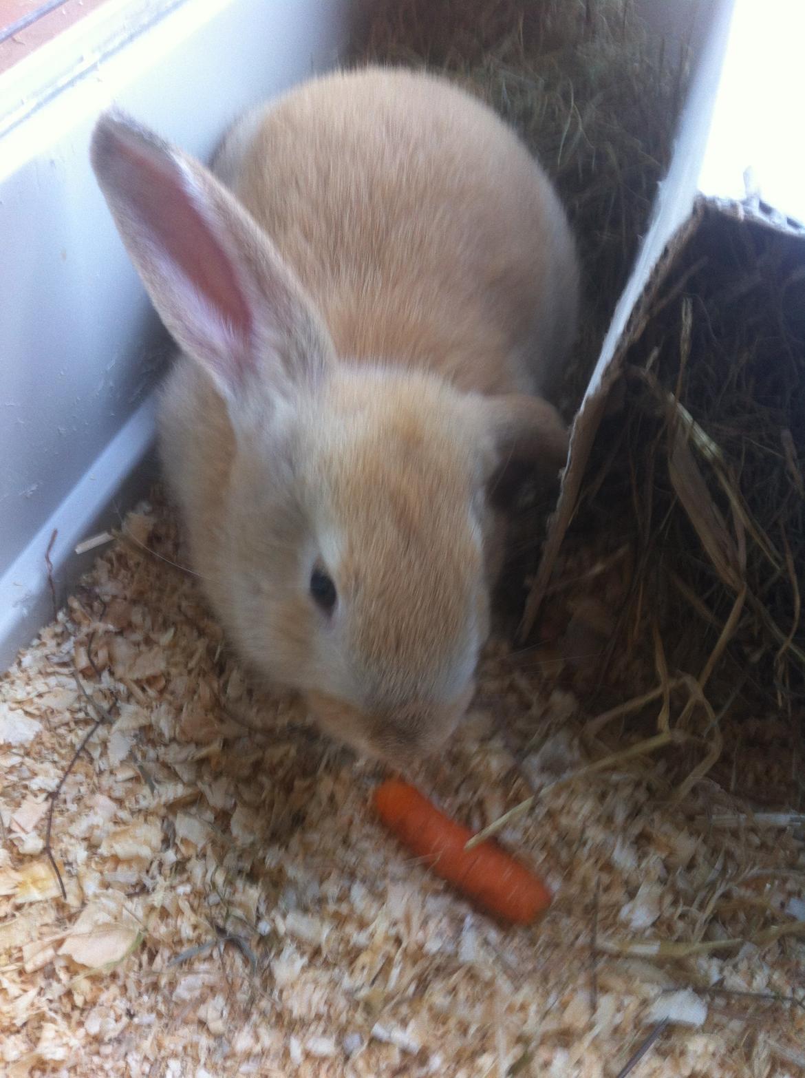 Kanin Frække billede 5