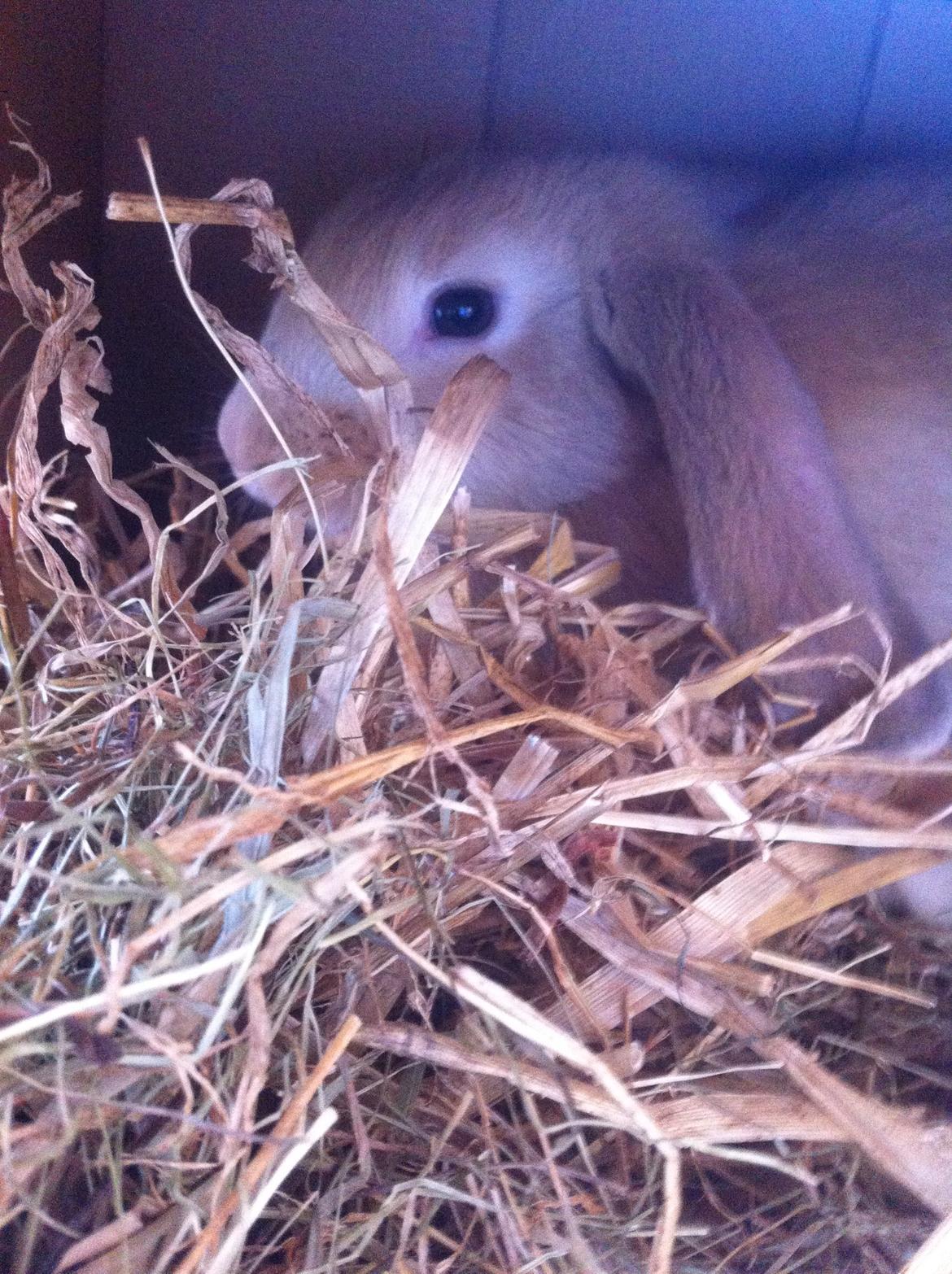 Kanin Frække billede 6