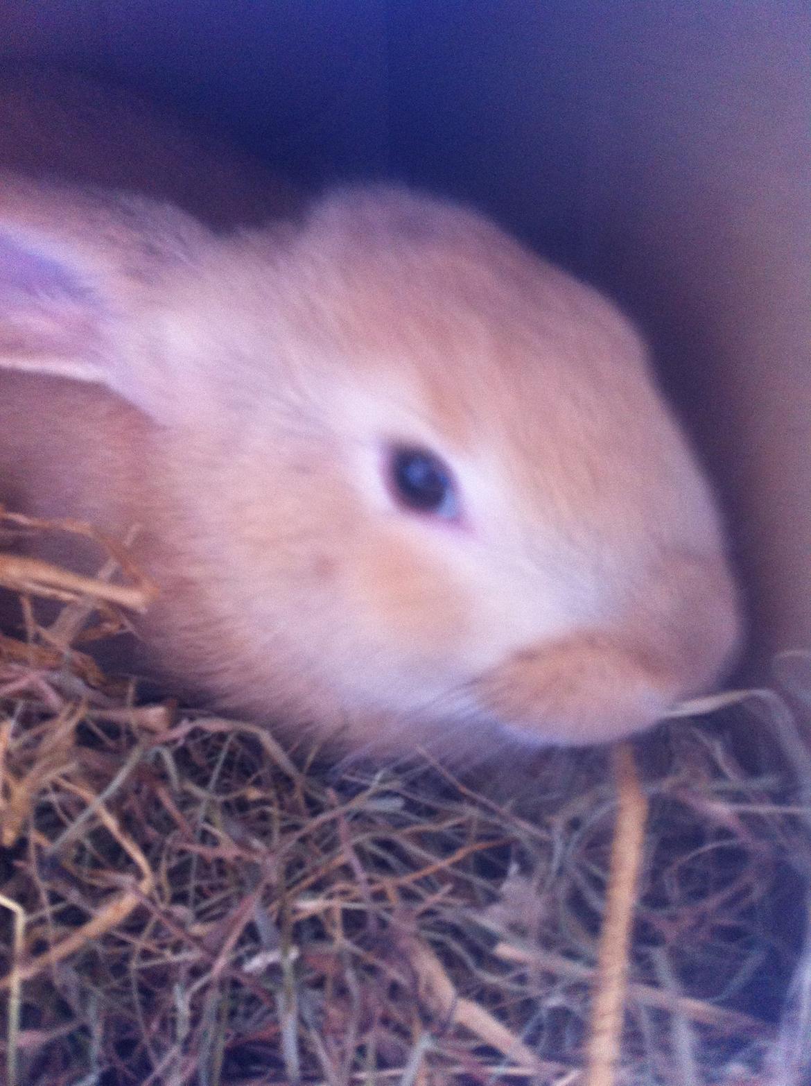 Kanin Frække billede 7