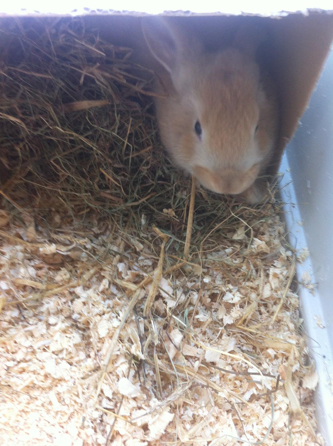 Kanin Frække billede 8