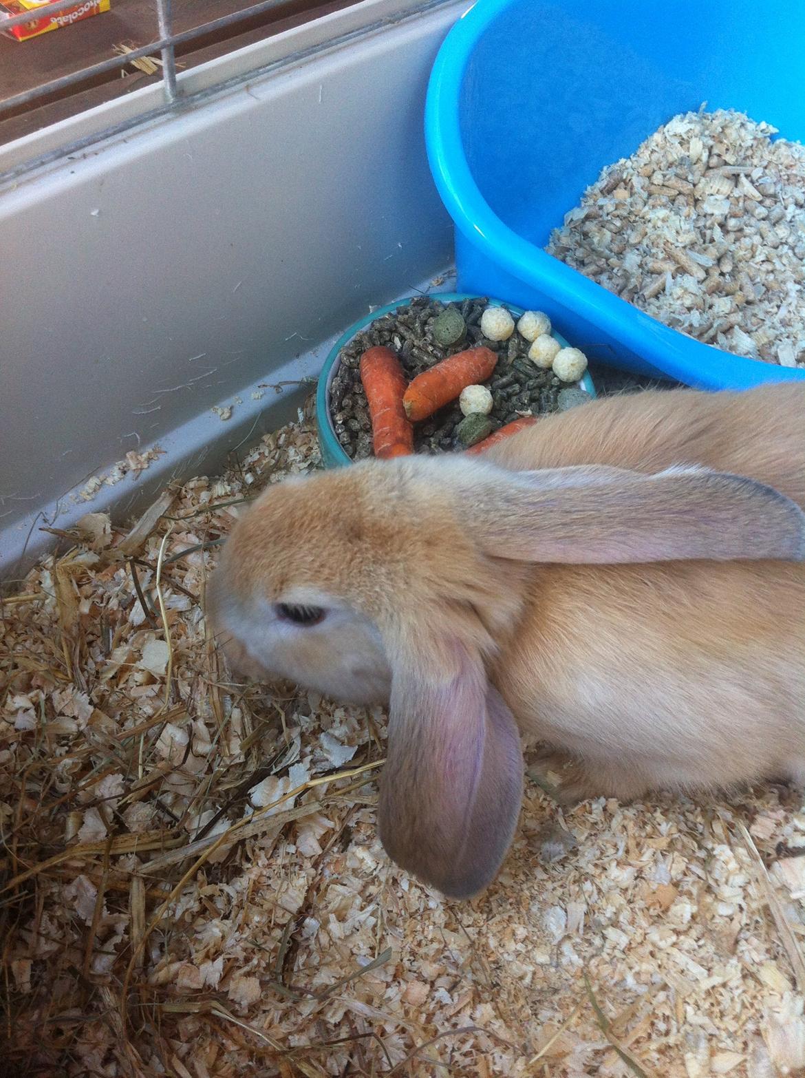 Kanin Frække billede 9