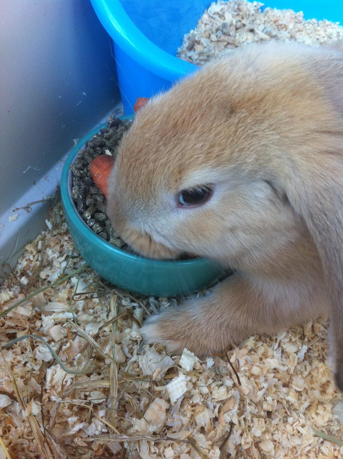 Kanin Frække billede 10