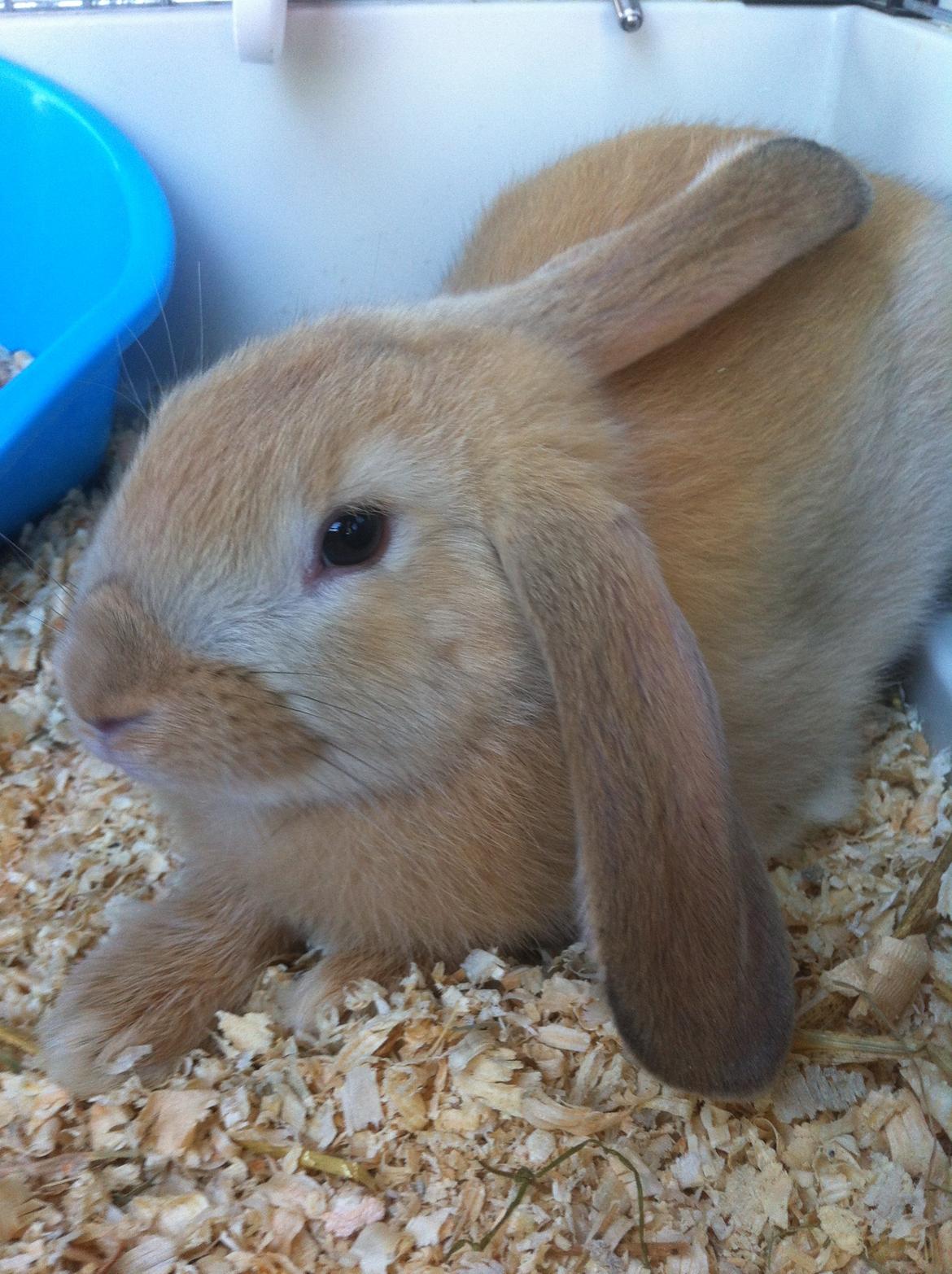 Kanin Frække billede 11