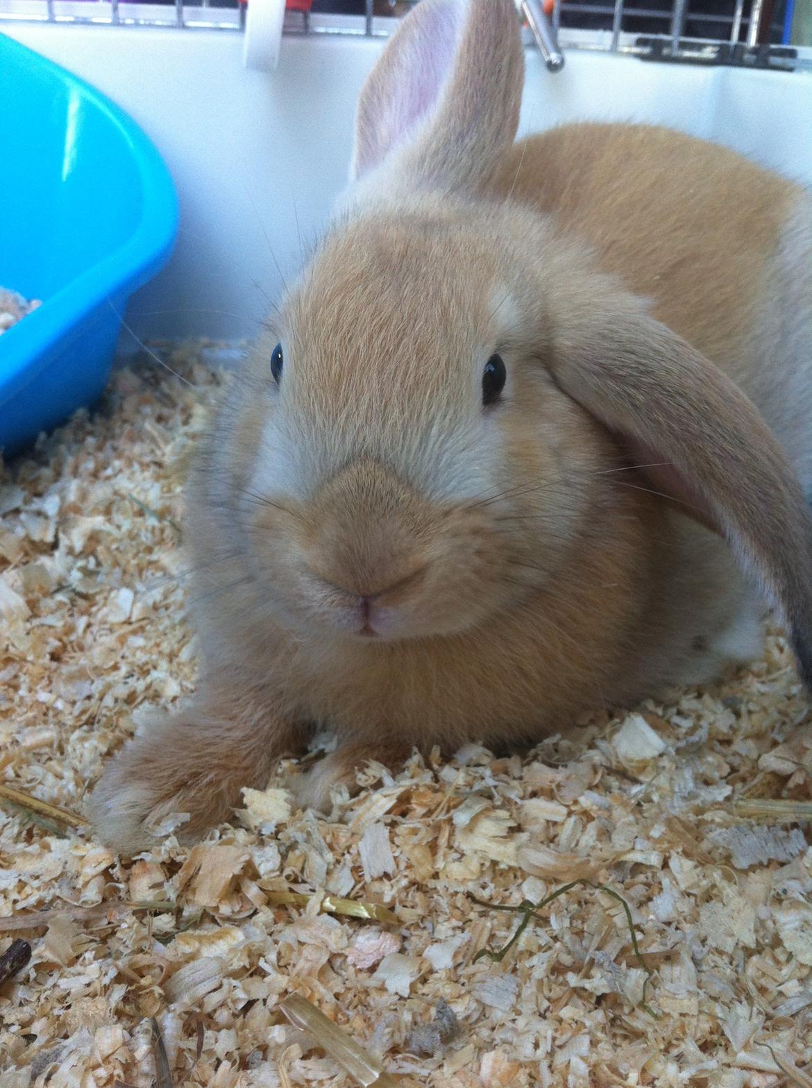 Kanin Frække billede 12