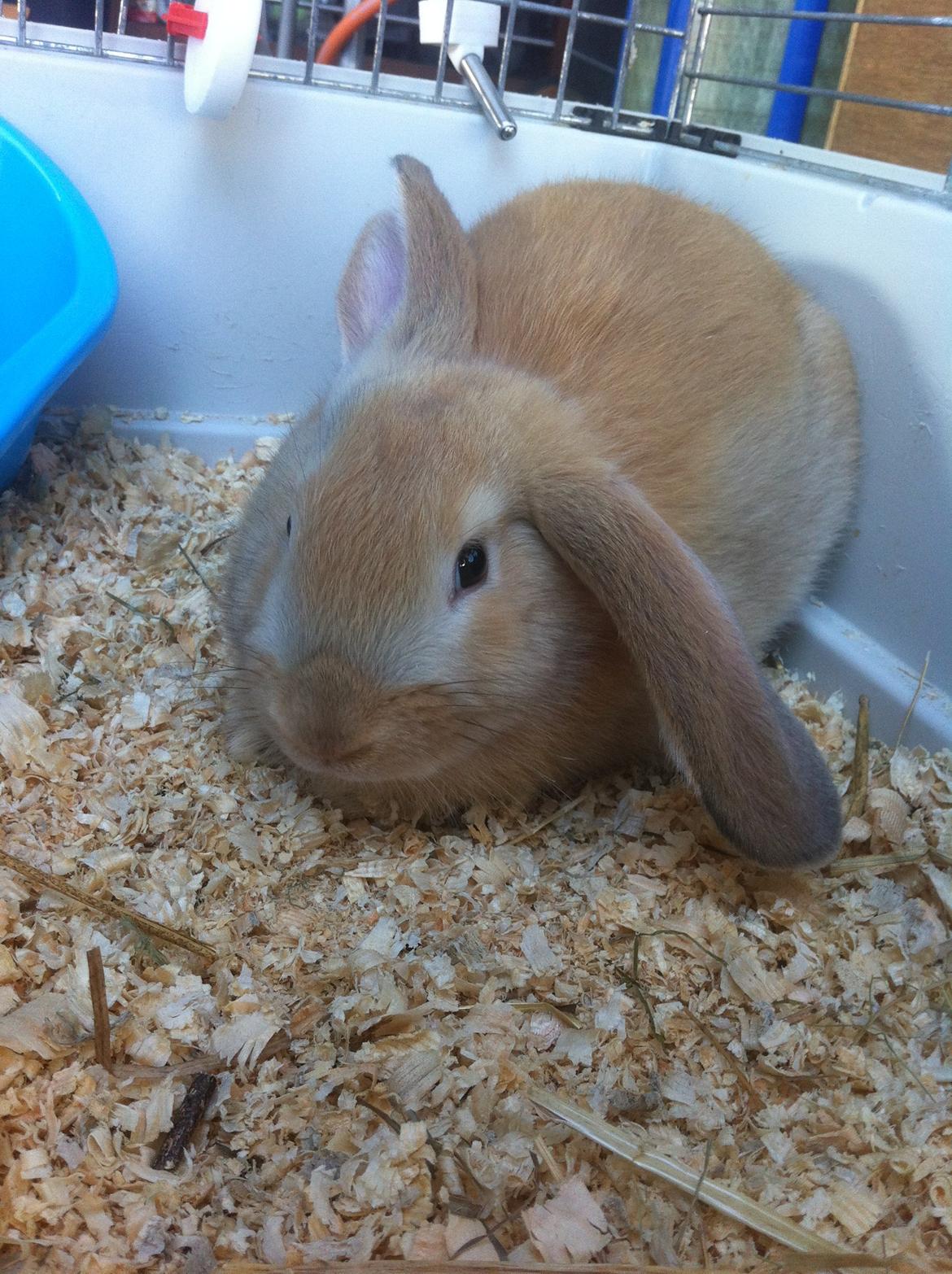 Kanin Frække billede 13