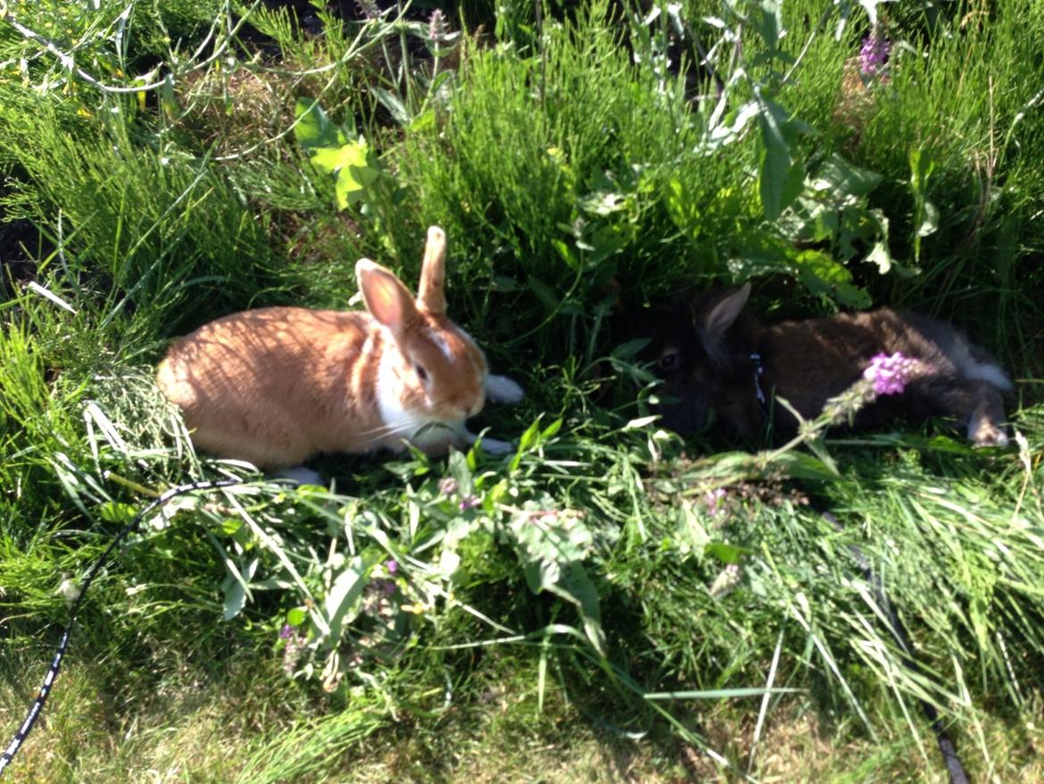 Kanin Mentos <3 billede 1