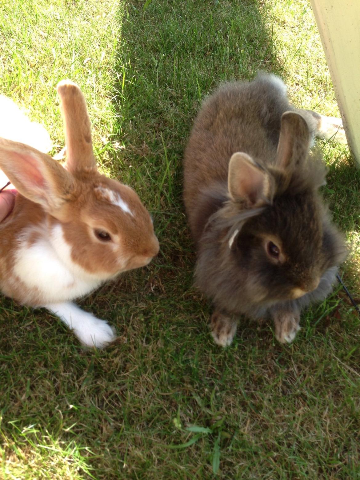 Kanin Mentos <3 billede 2