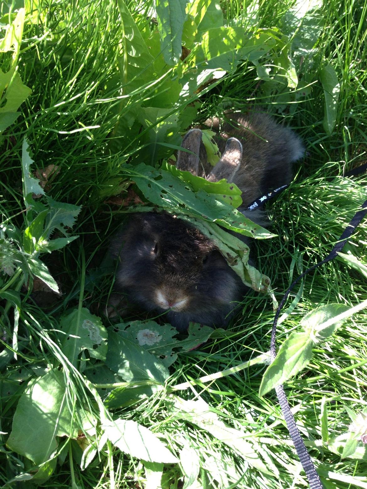 Kanin Mentos <3 billede 3