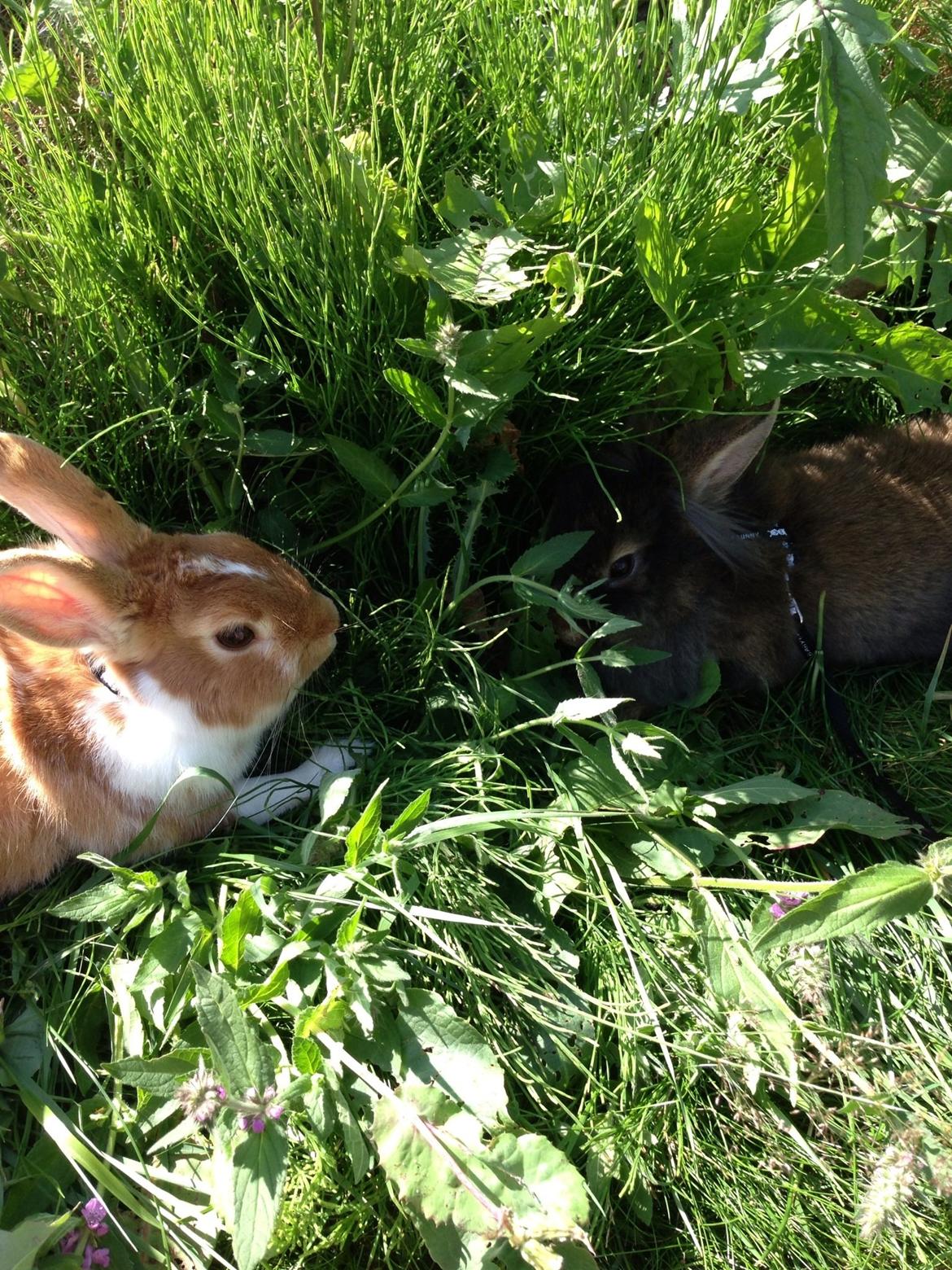 Kanin Mentos <3 billede 4