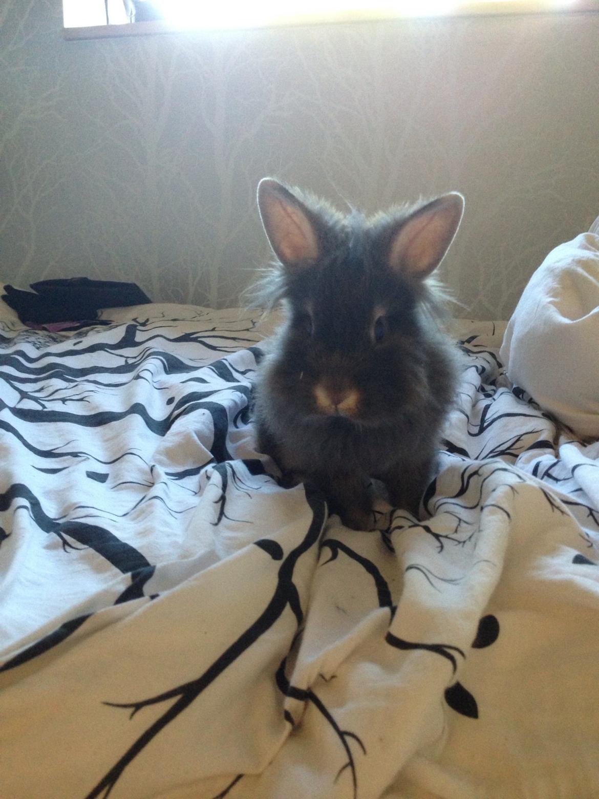 Kanin Mentos <3 billede 5