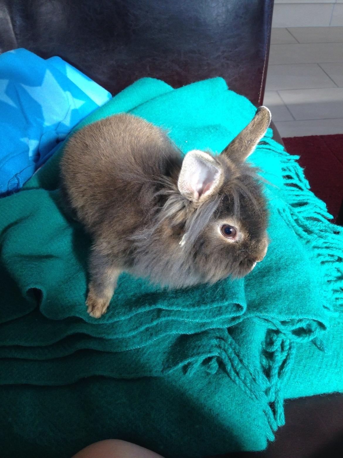 Kanin Mentos <3 billede 6