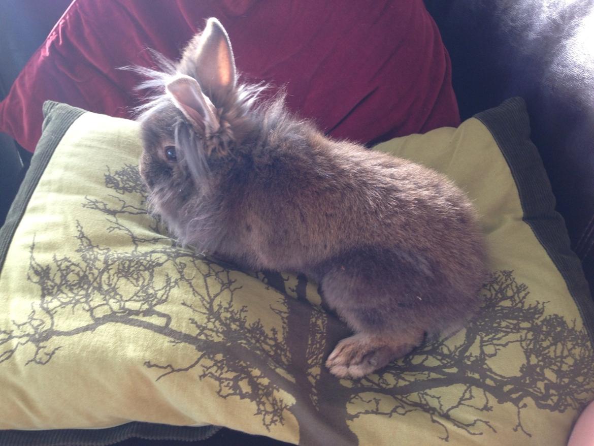 Kanin Mentos <3 billede 7