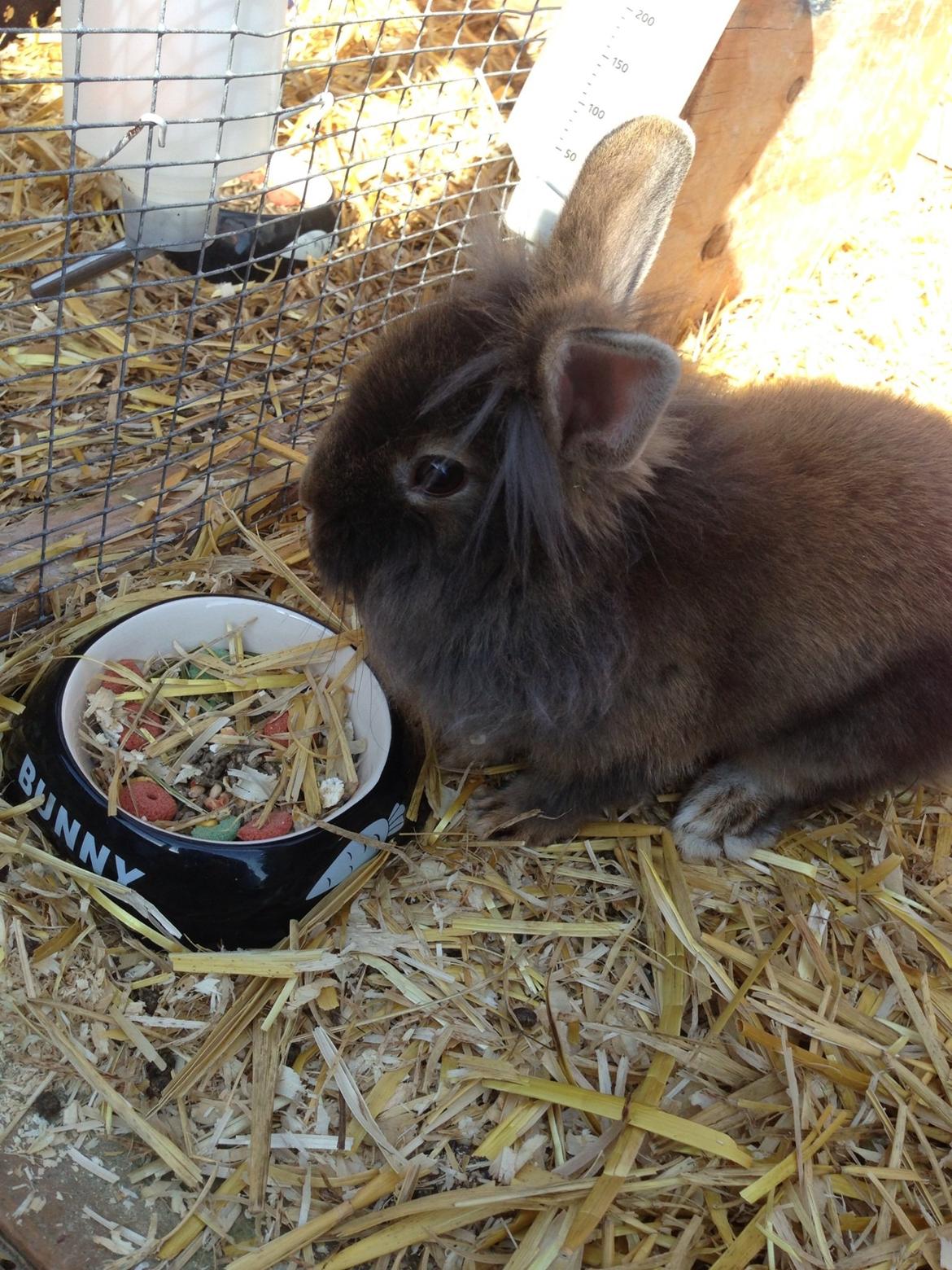 Kanin Mentos <3 billede 8