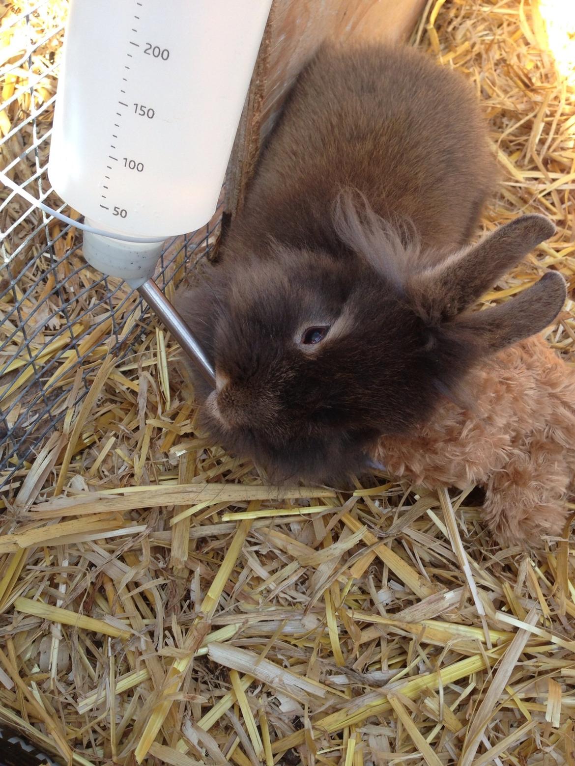 Kanin Mentos <3 billede 9