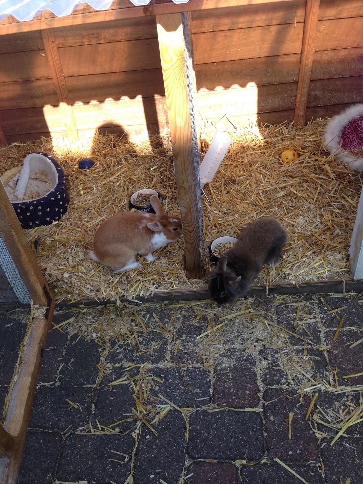 Kanin Mentos <3 billede 10