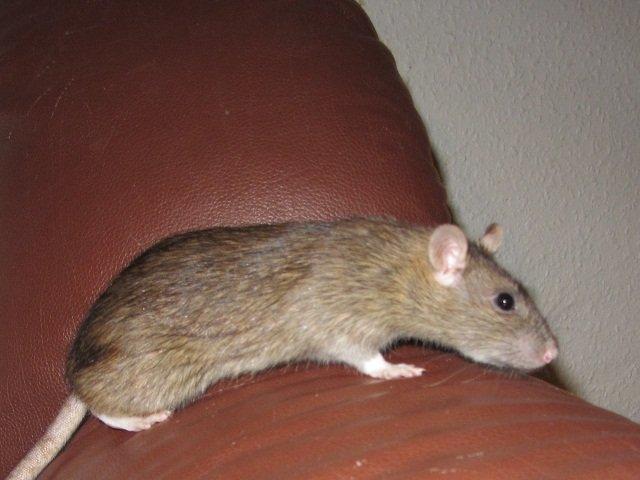 Tamrotte Dee RIP billede 1