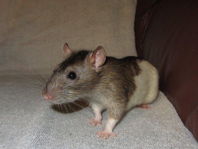 Tamrotte Gemini RIP billede 1