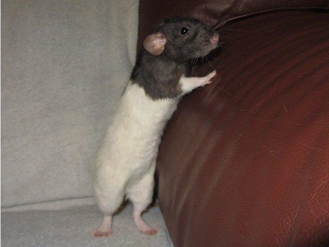 Tamrotte Virginia RIP billede 1