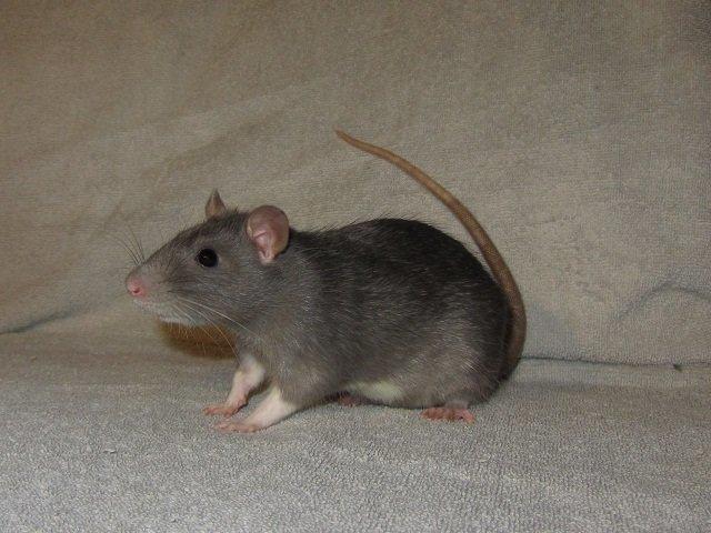 Tamrotte Starka billede 3