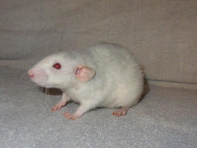 Tamrotte Liksye billede 3