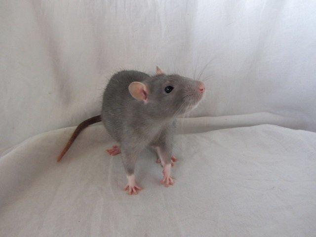 Tamrotte Aipo RIP billede 1