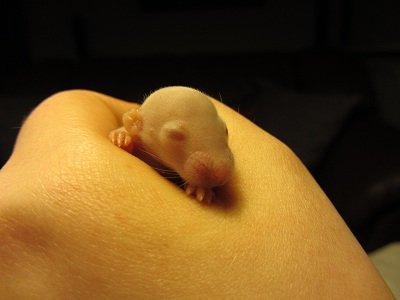 Tamrotte Tippy RIP billede 6