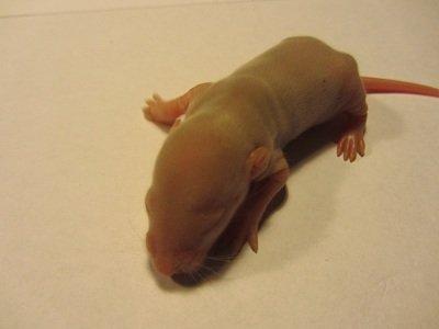 Tamrotte Tippy RIP billede 7