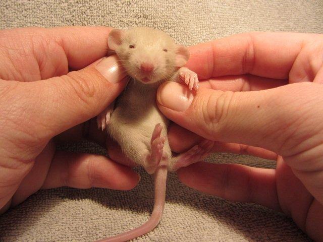 Tamrotte Tippy RIP billede 5