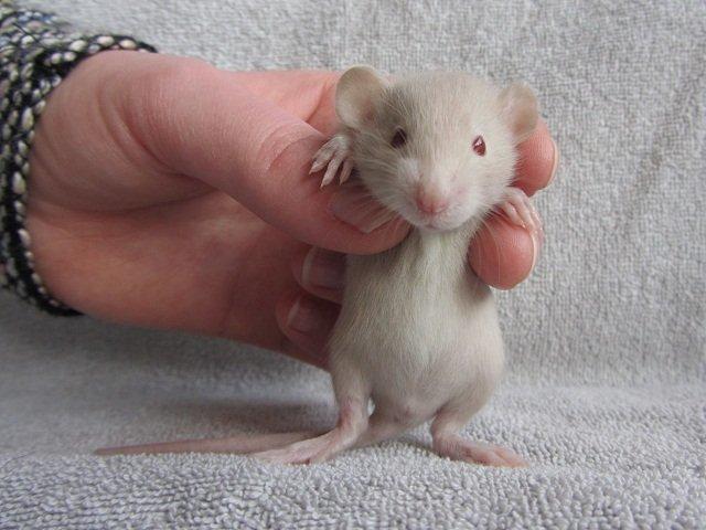 Tamrotte Tippy RIP billede 4