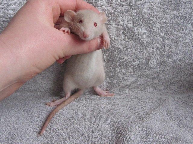 Tamrotte Tippy RIP billede 1