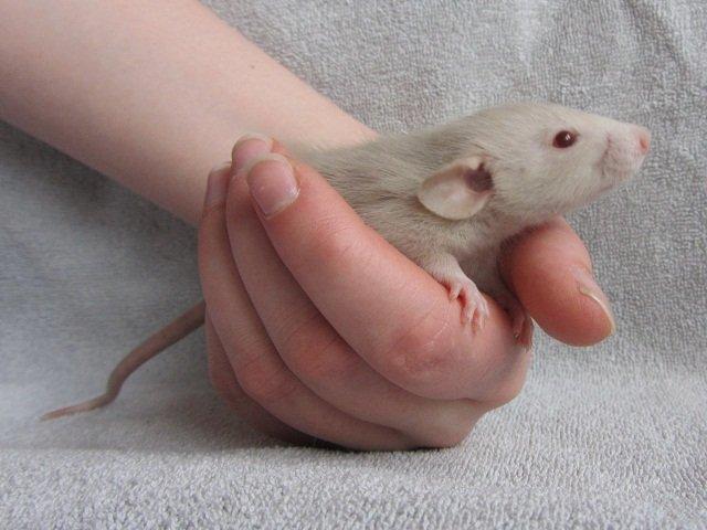 Tamrotte Tippy RIP billede 3