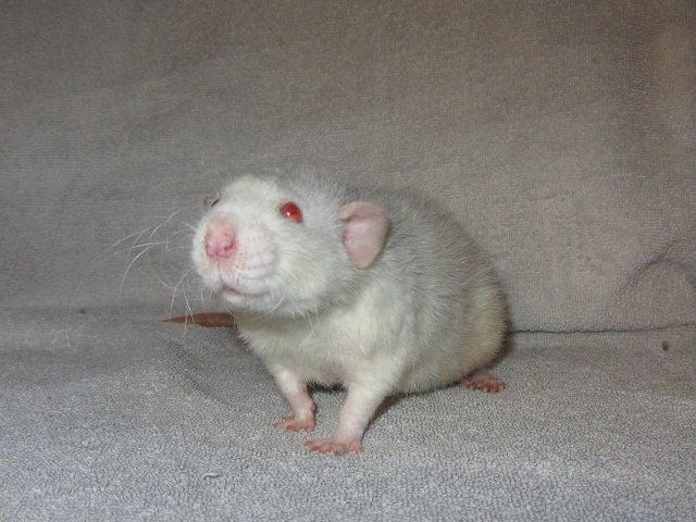 Tamrotte Luxo RIP billede 1