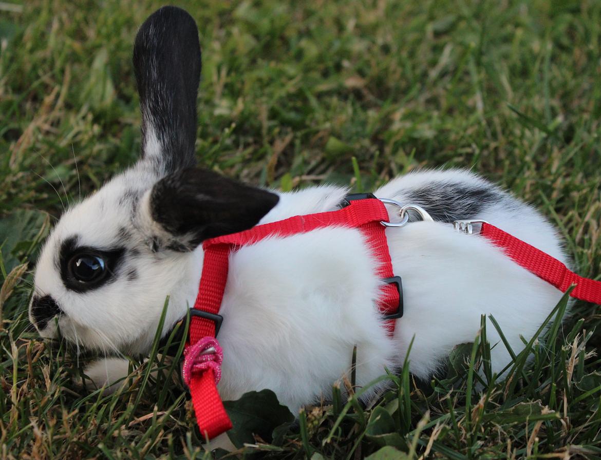 Kanin Mister Moustache billede 17