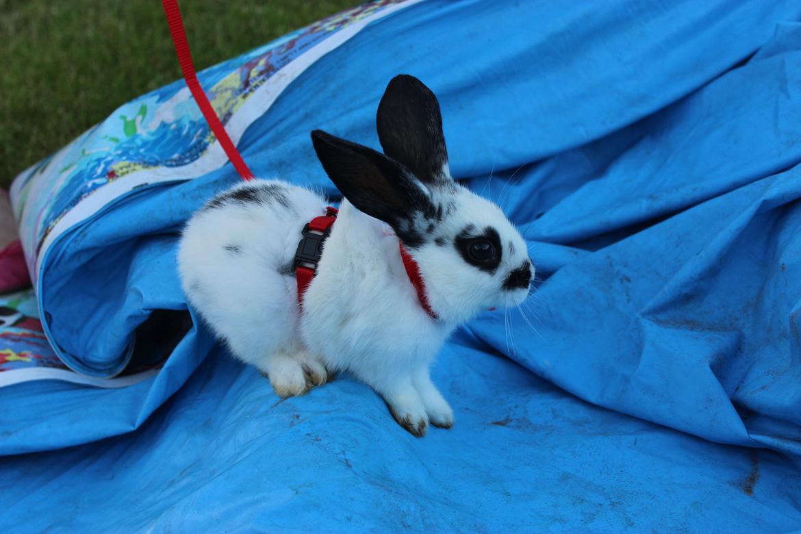 Kanin Mister Moustache billede 18