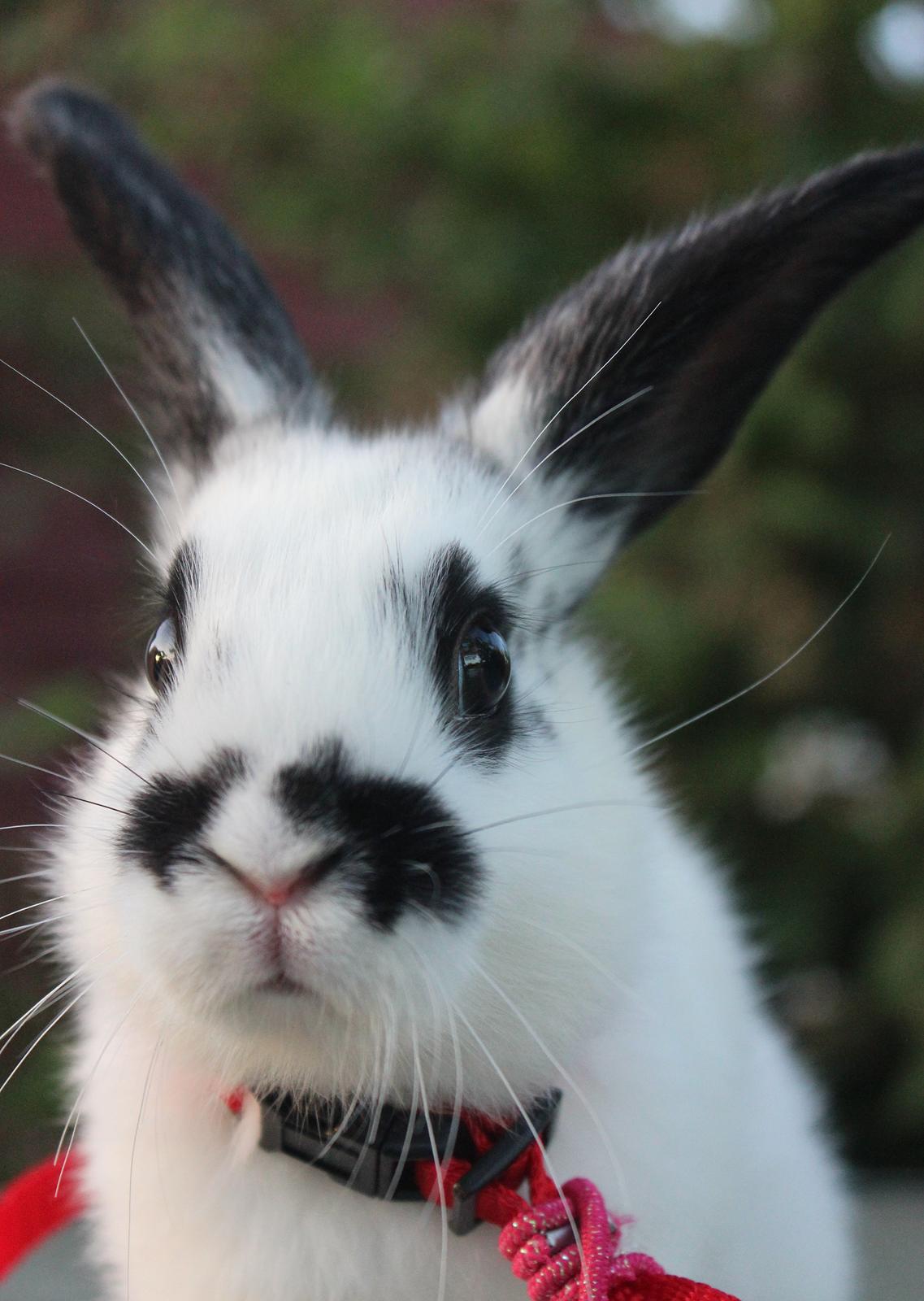 Kanin Mister Moustache billede 19