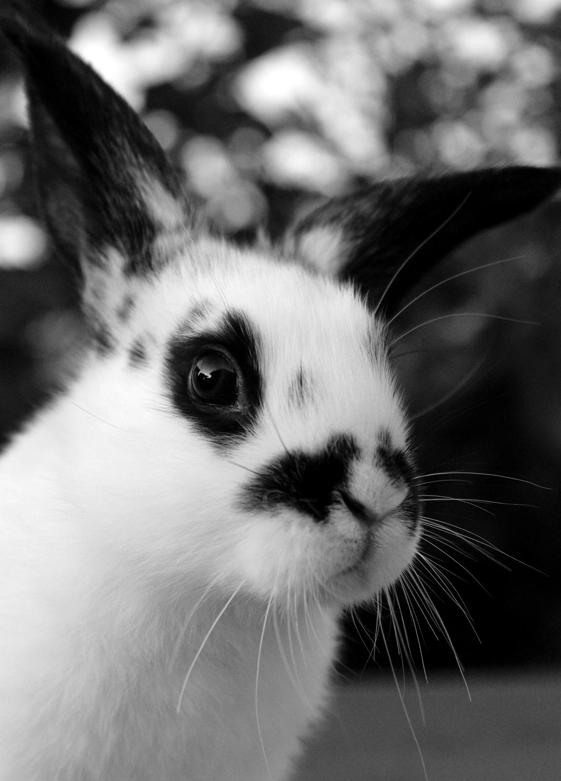 Kanin Mister Moustache billede 3